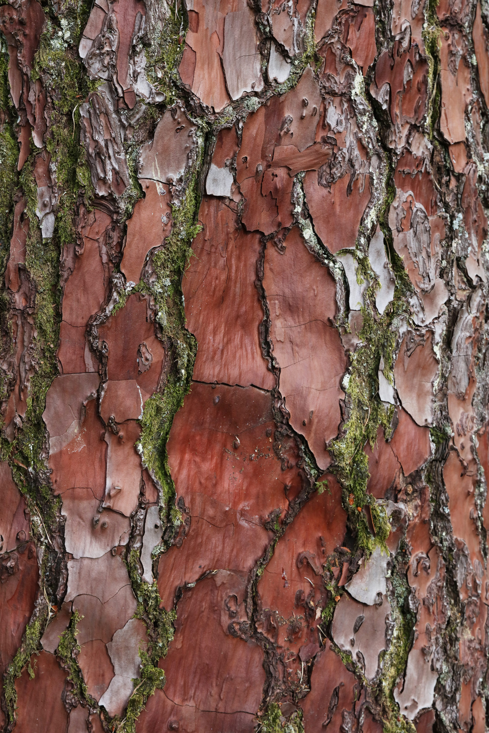 Écorce de pin Sylvestre