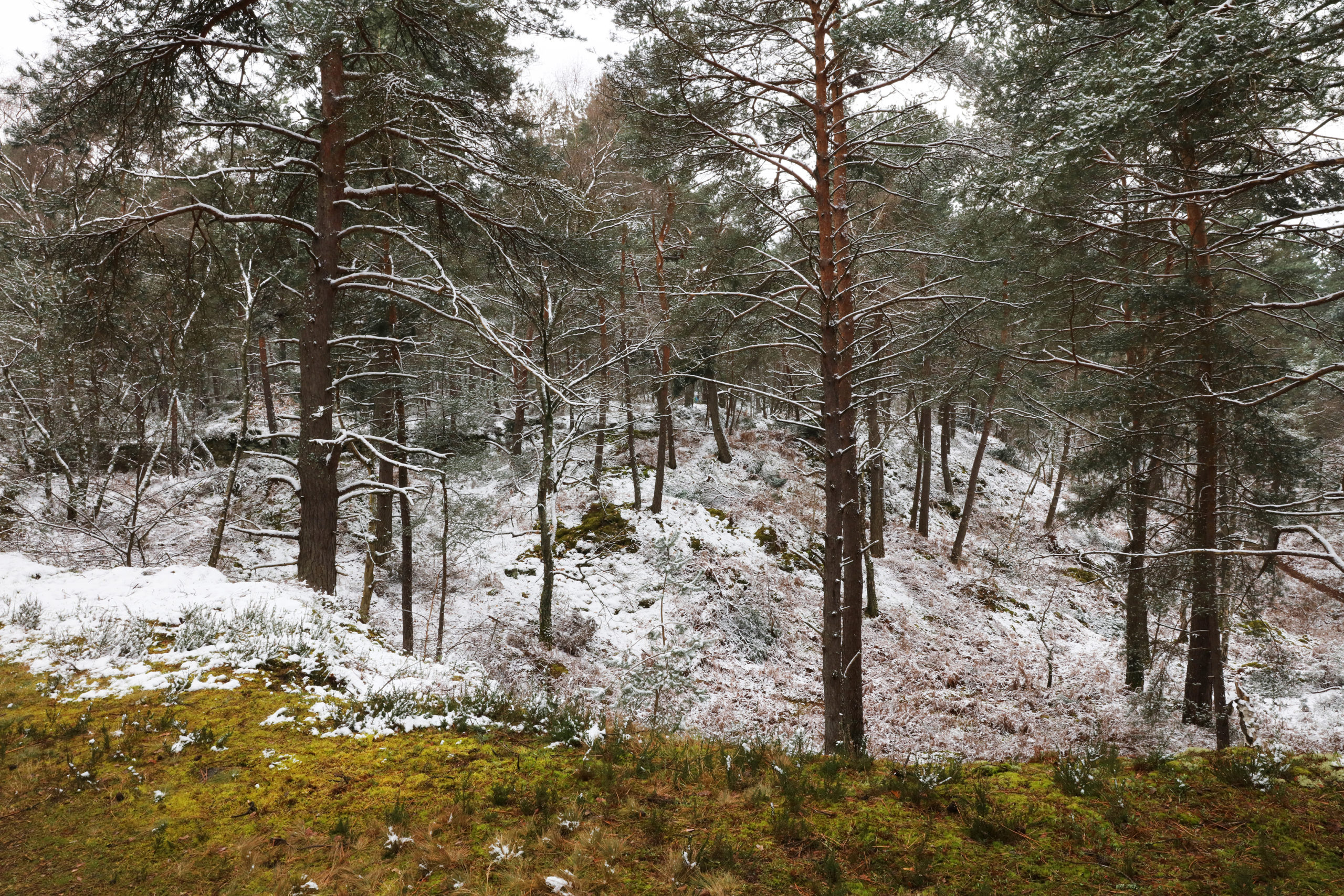 La forêt en hiver