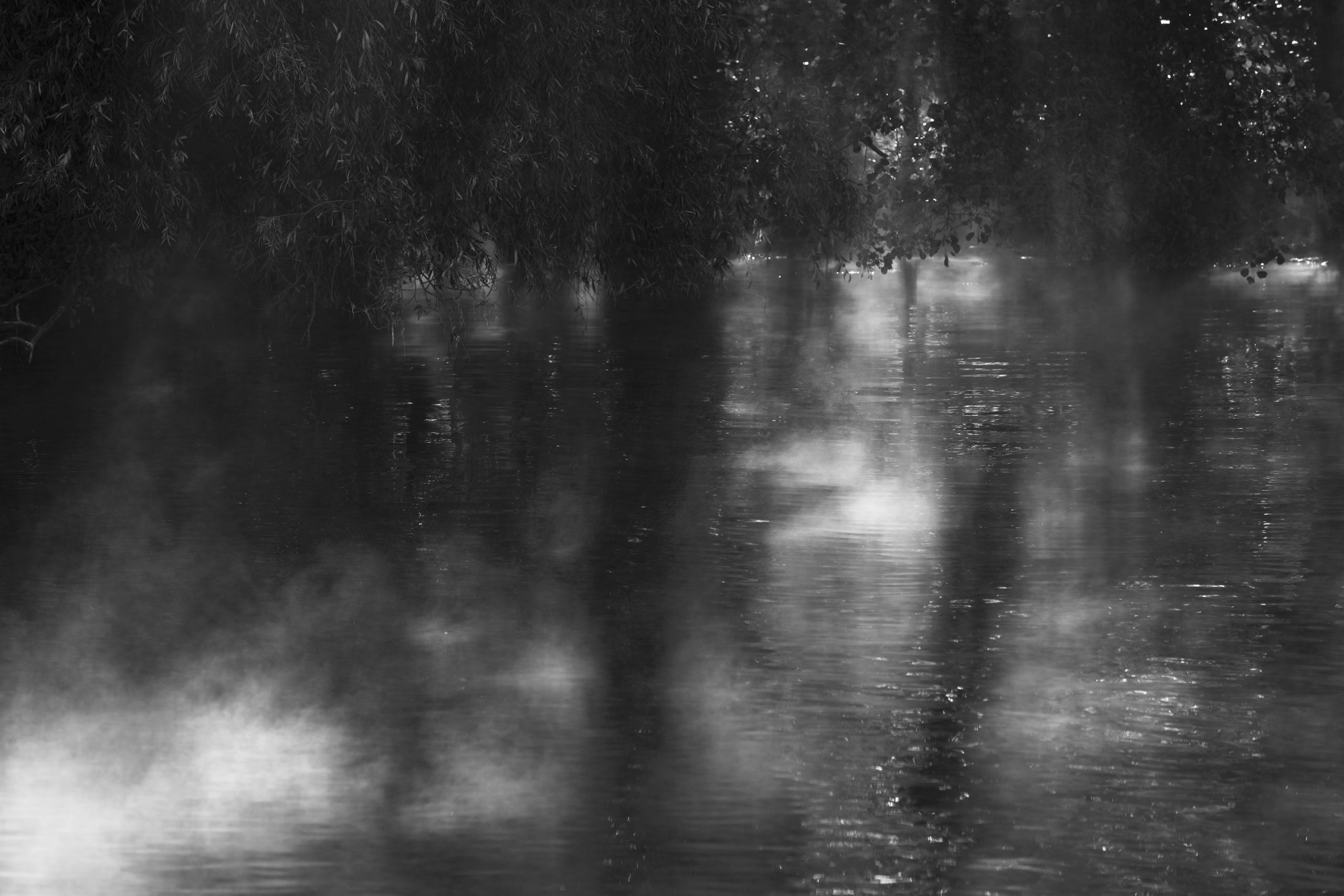 La forêt inondée à Samois sur Seine