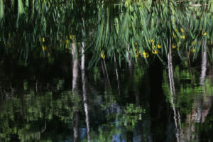 La mare de l'épine foreuse, forêt de Fontainebleau