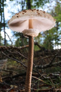 Coulemelle, Lépiote élevée